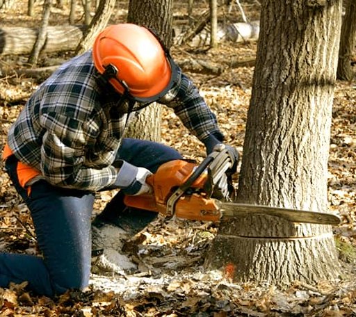 Tree Removal in Sawyer, ND
